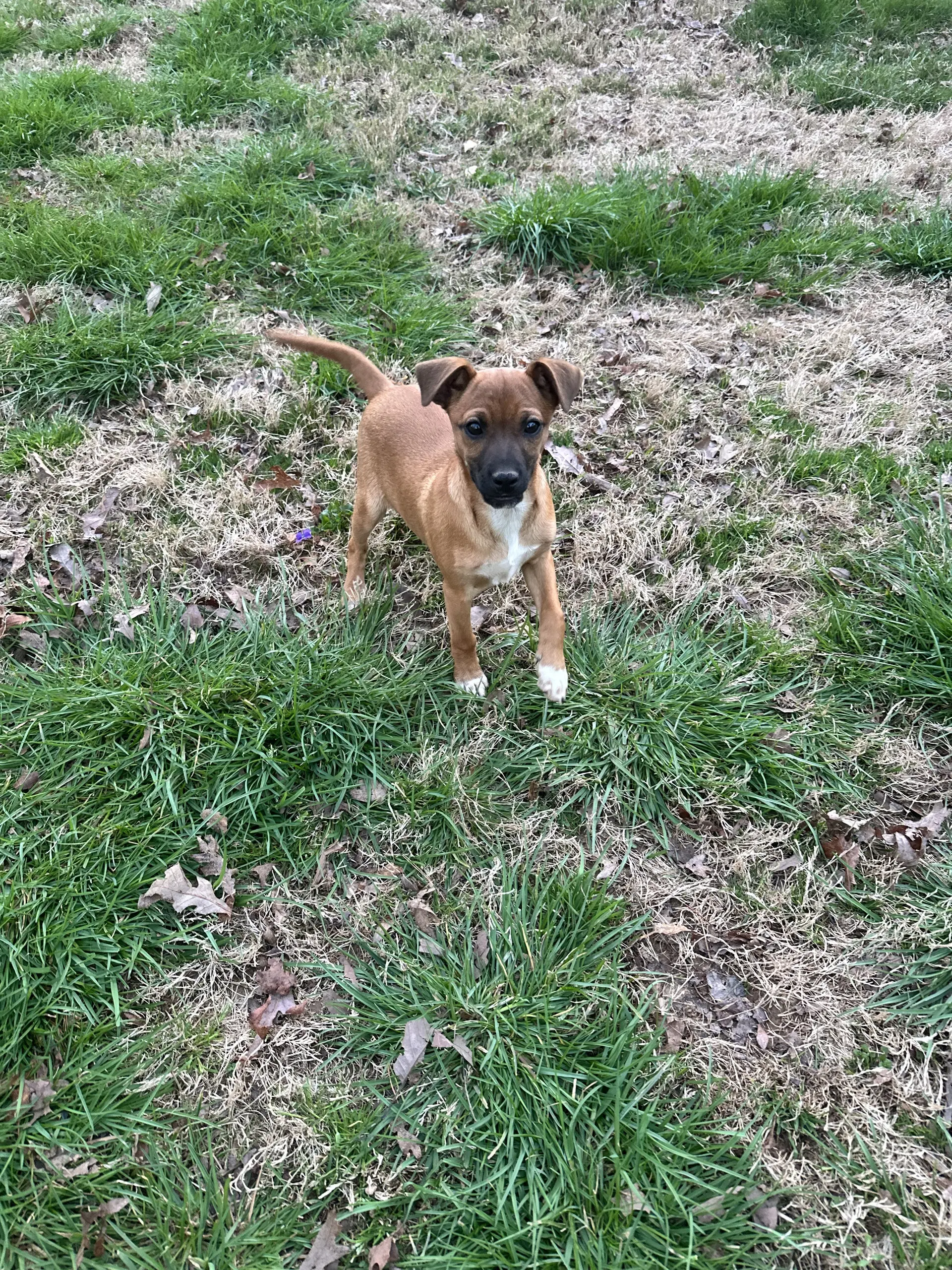Willy - Chihuahua
