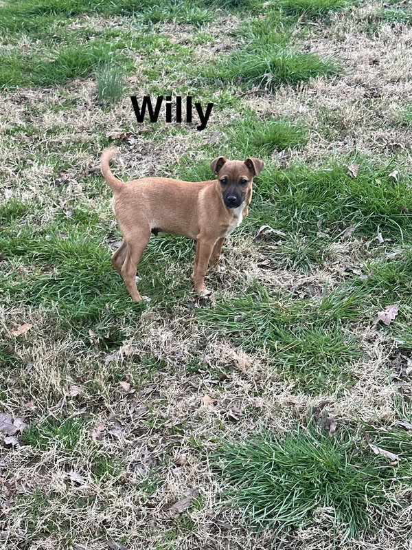 Willy