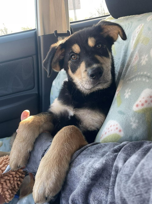 Pip, an adoptable Shepherd in Ball Ground, GA