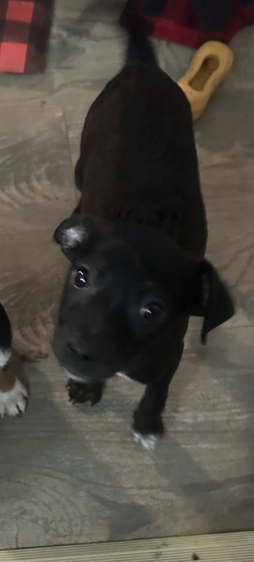 Jameson, an adoptable Chihuahua in Ball Ground, GA