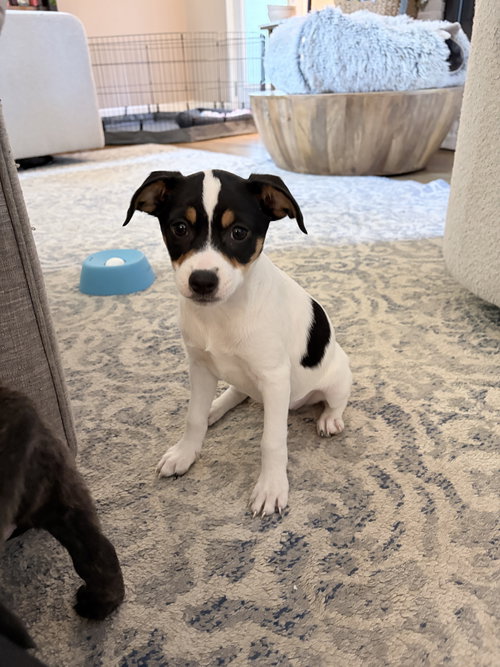 Clover, an adoptable Chihuahua in Ball Ground, GA