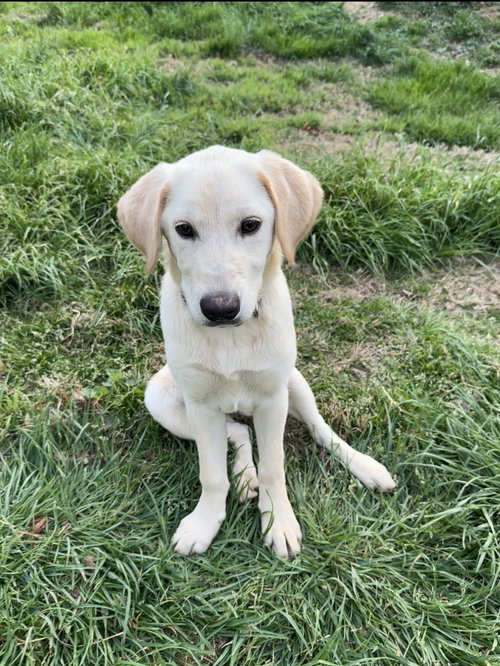 Rosie, an adoptable Golden Retriever in Ball Ground, GA
