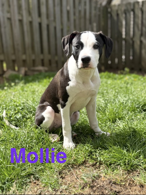 Mollie, an adoptable Labrador Retriever in Ball Ground, GA