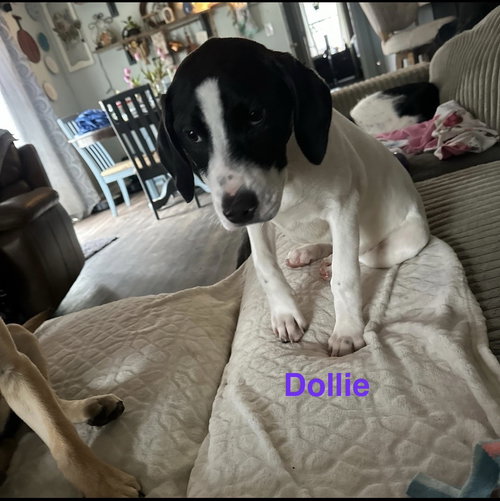 Dollie, an adoptable Labrador Retriever in Ball Ground, GA