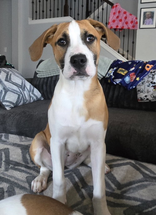 Butter, an adoptable Labrador Retriever in Ball Ground, GA