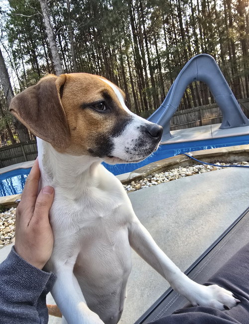 Peanut, an adoptable Hound in Ball Ground, GA