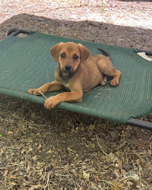 Ellie, an adoptable Redbone Coonhound in Ball Ground, GA