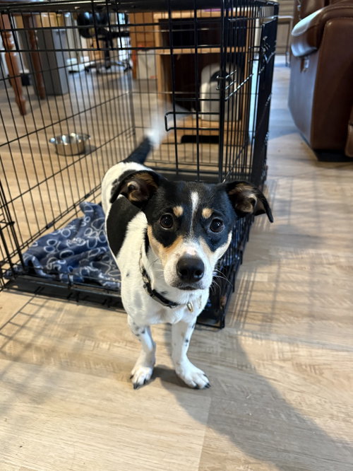 Daisy, an adoptable Chihuahua in Ball Ground, GA