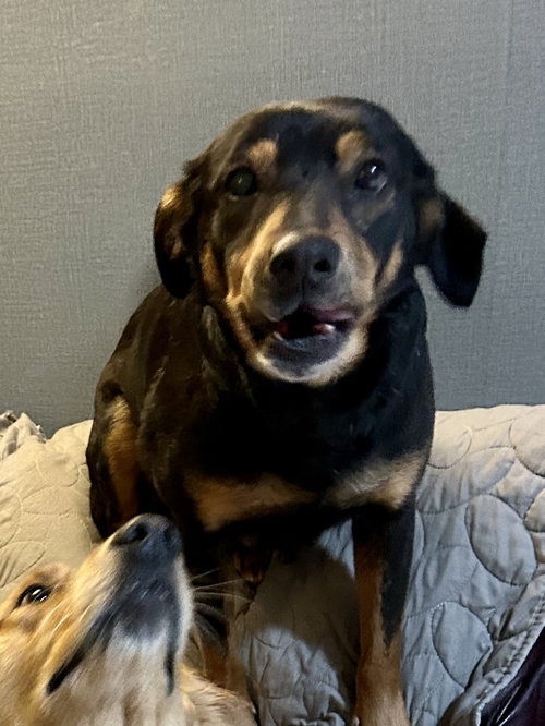 Mel, an adoptable Rottweiler in Ball Ground, GA
