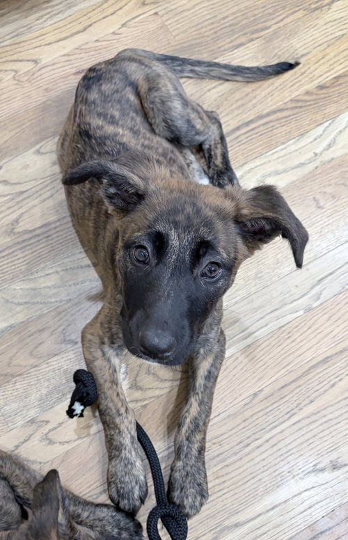 Ana, an adoptable Dutch Shepherd in Ball Ground, GA