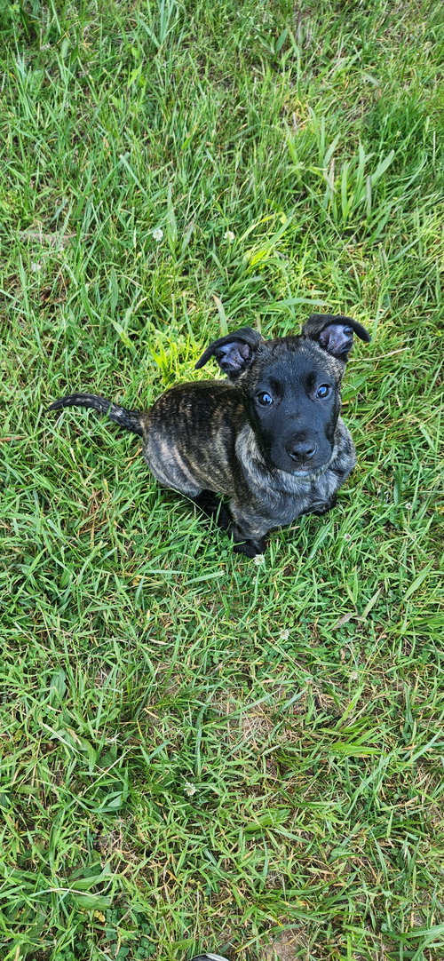 Bruno, an adoptable Dutch Shepherd in Ball Ground, GA