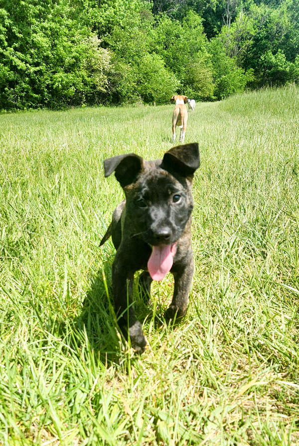 Bruno