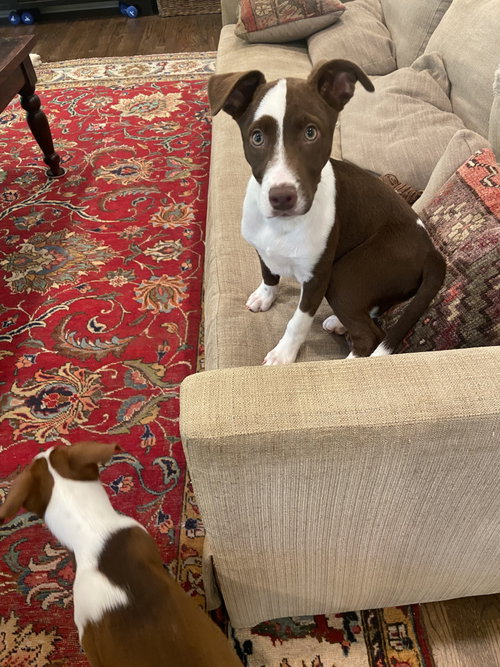 Loretta, an adoptable Hound in Ball Ground, GA