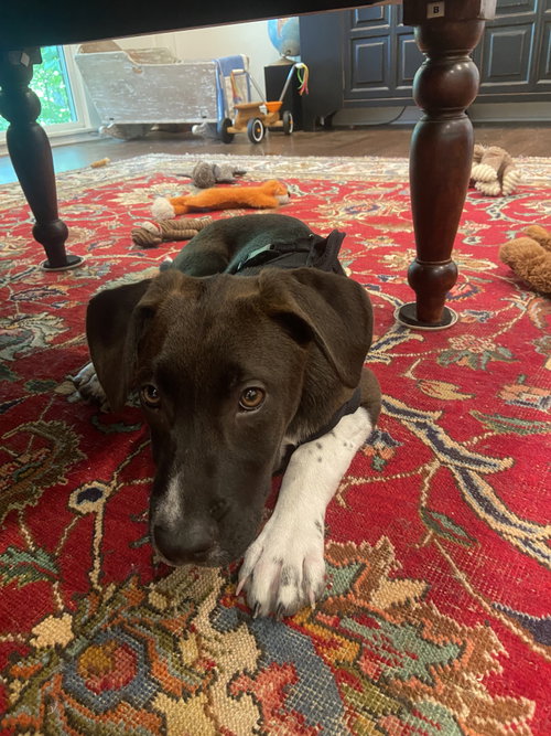 Waylon, an adoptable Hound in Ball Ground, GA