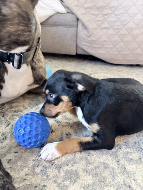 Bailey, an adoptable Chihuahua in Ball Ground, GA