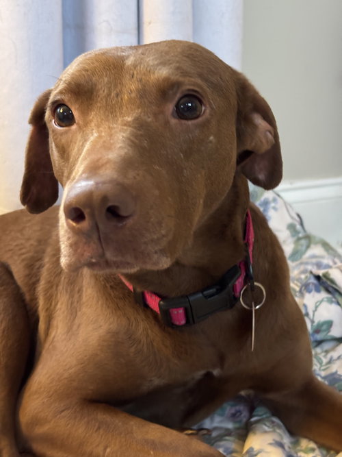 Nina, an adoptable Labrador Retriever in Ball Ground, GA