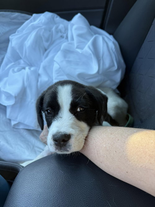 Harper, an adoptable Pointer in Ball Ground, GA