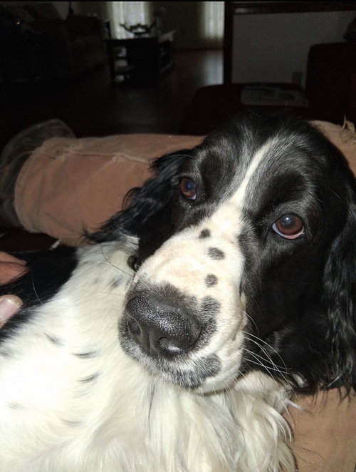 Willow photo 4