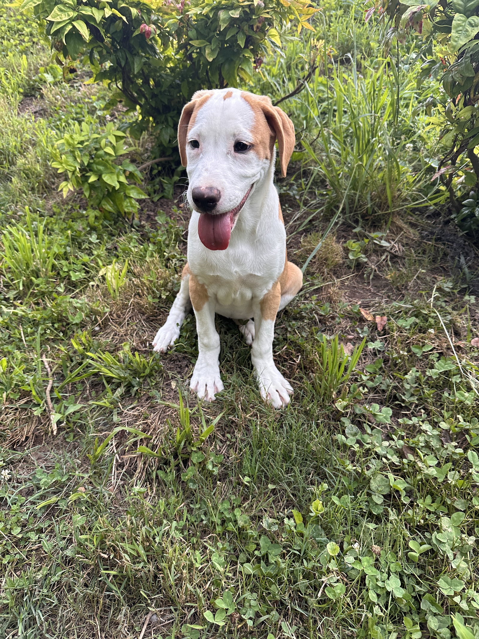 Delilah