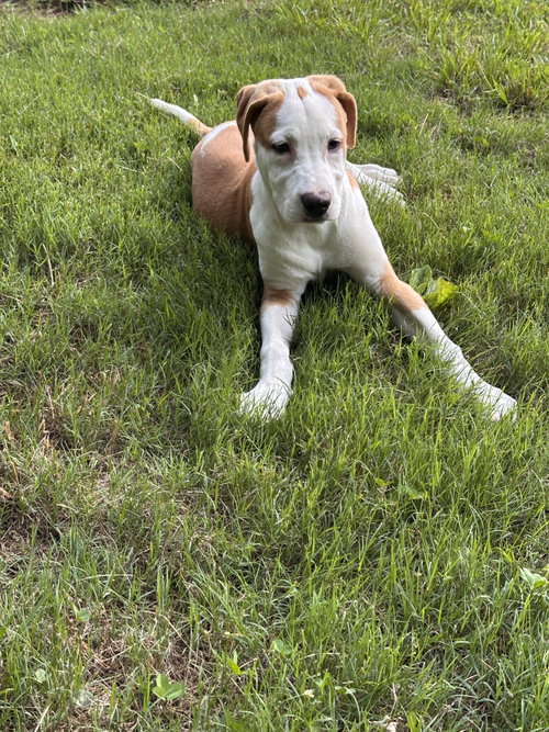 Delilah photo 4