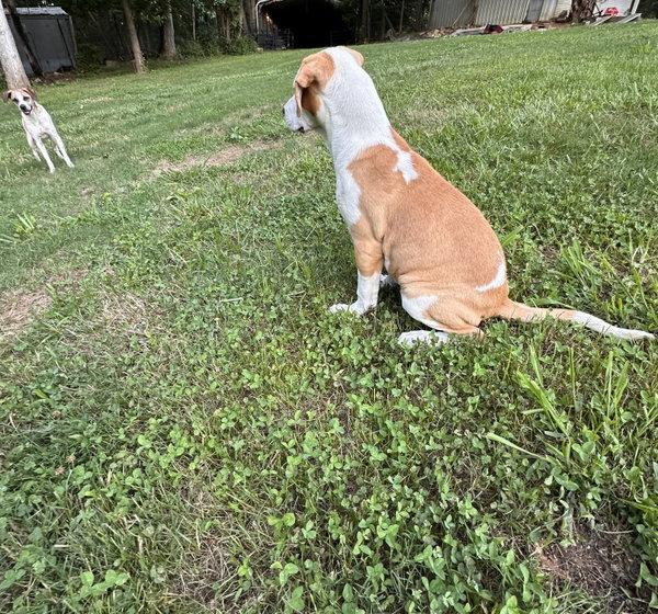 Delilah