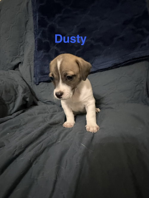Dusty