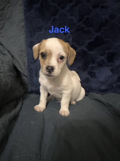 Jacks