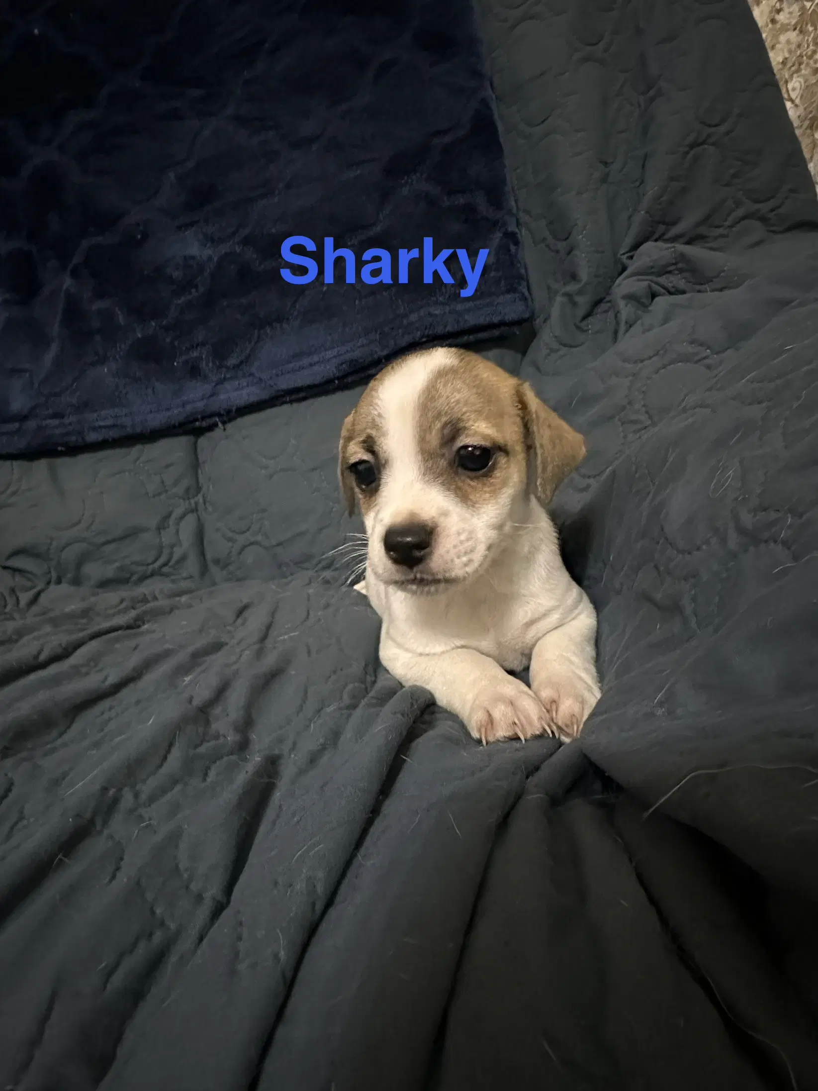 Sharky - Jack Russell Terrier