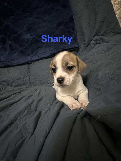 Sharky