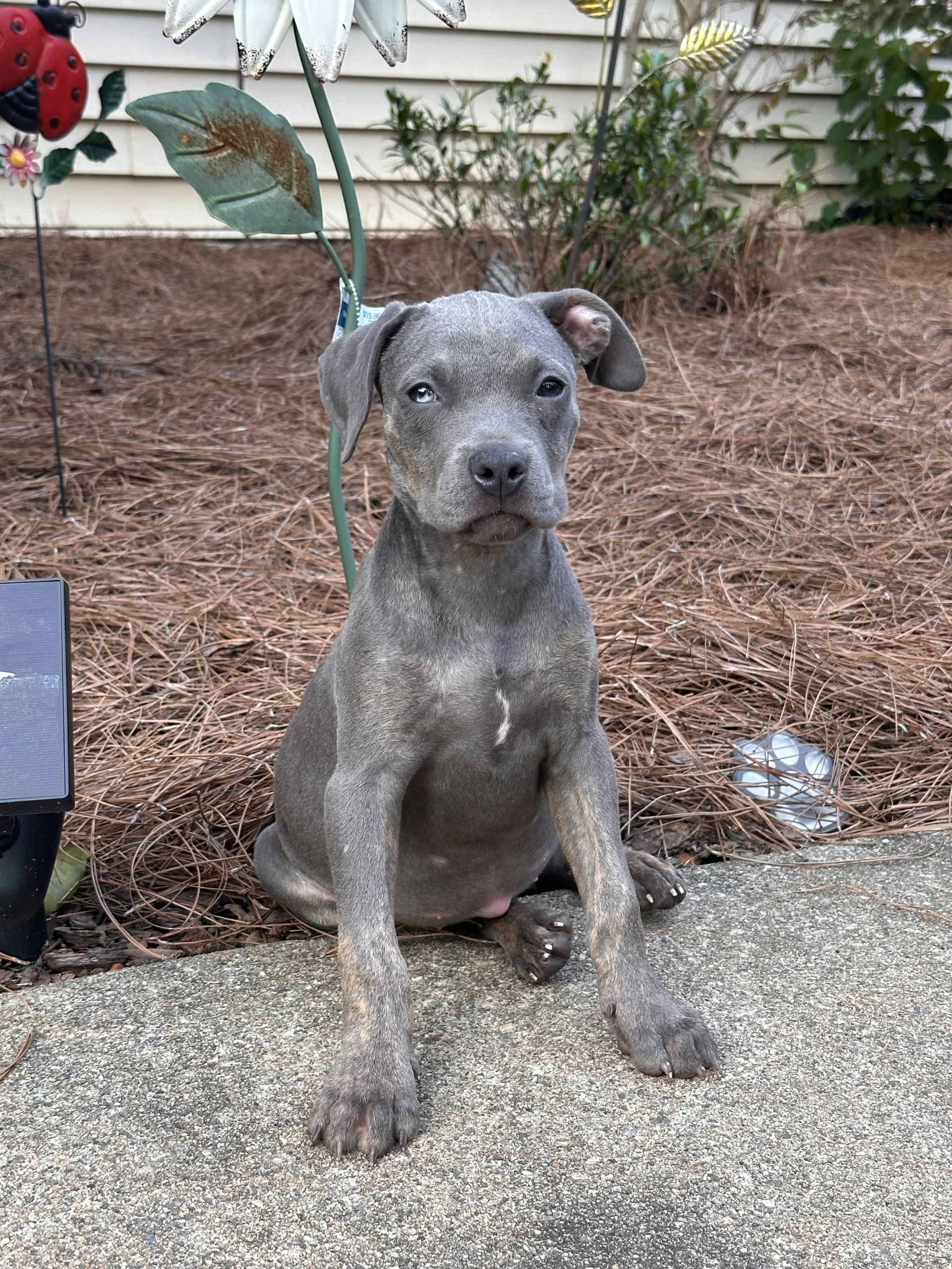 Myla