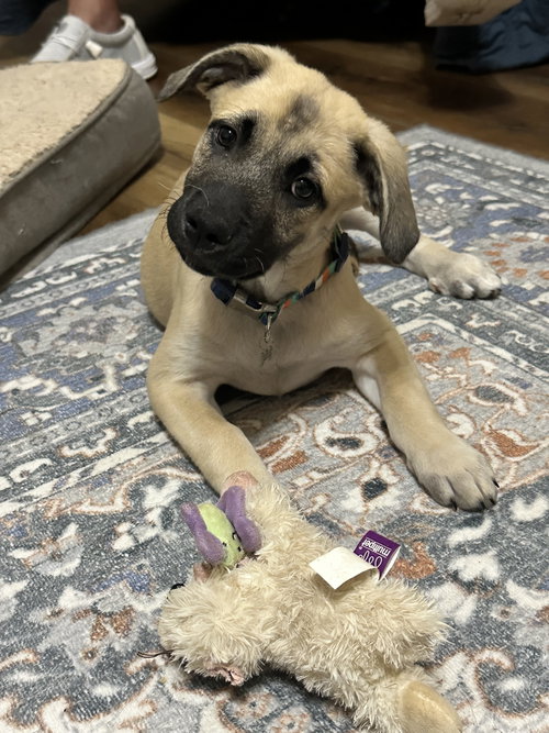 Olive, an adoptable Hound in Ball Ground, GA