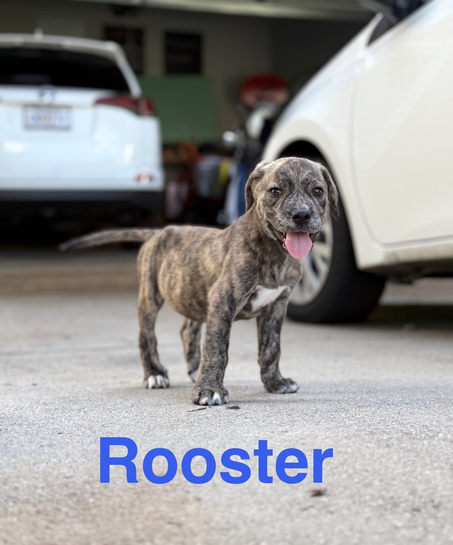 Rooster