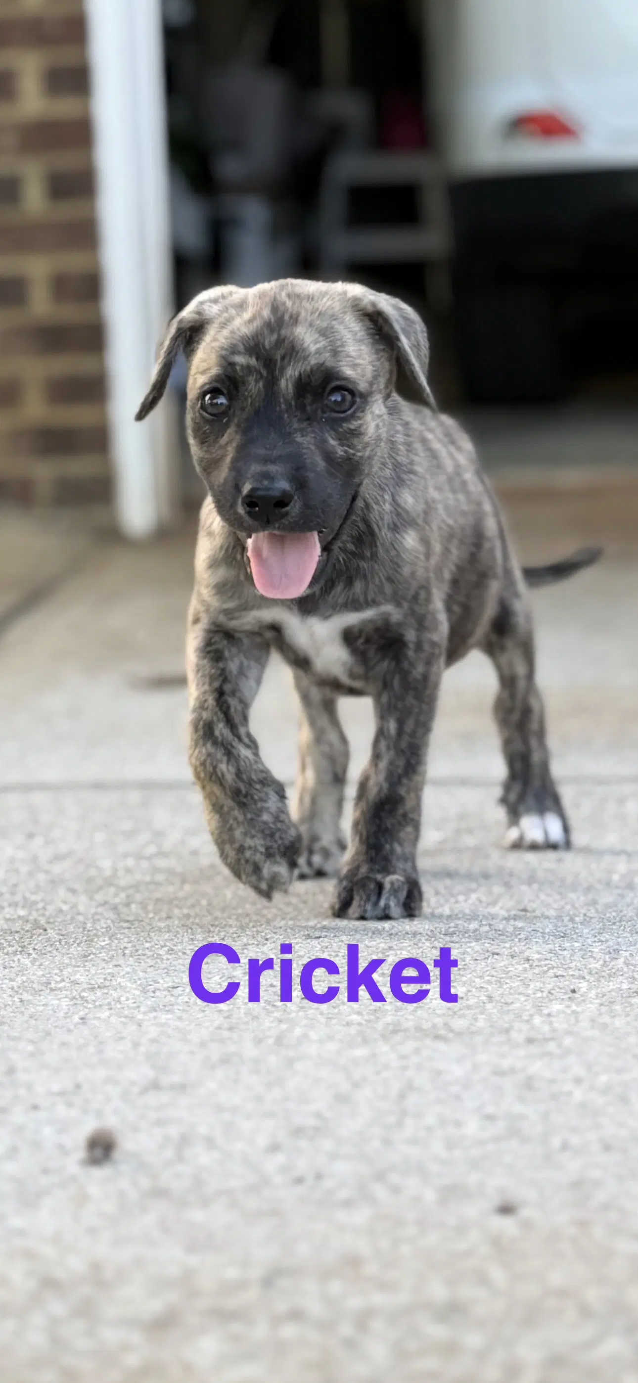 Cricket - Hound