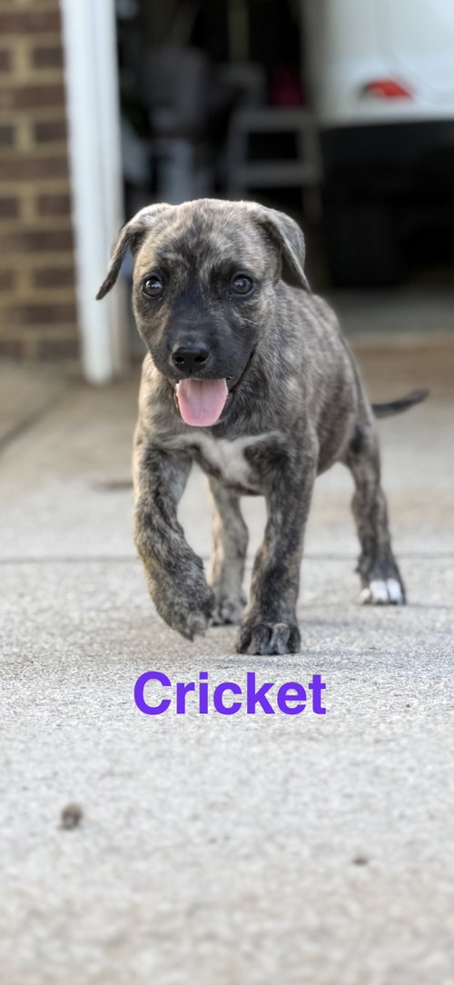 Cricket, an adoptable Hound in Ball Ground, GA