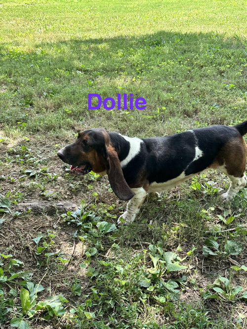 Dollie photo 5