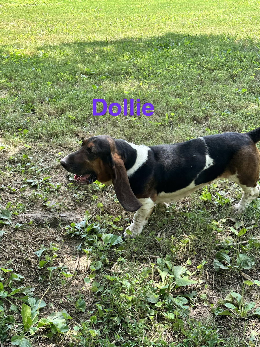 Dollie