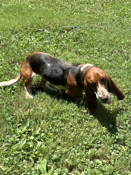 Dora photo 5