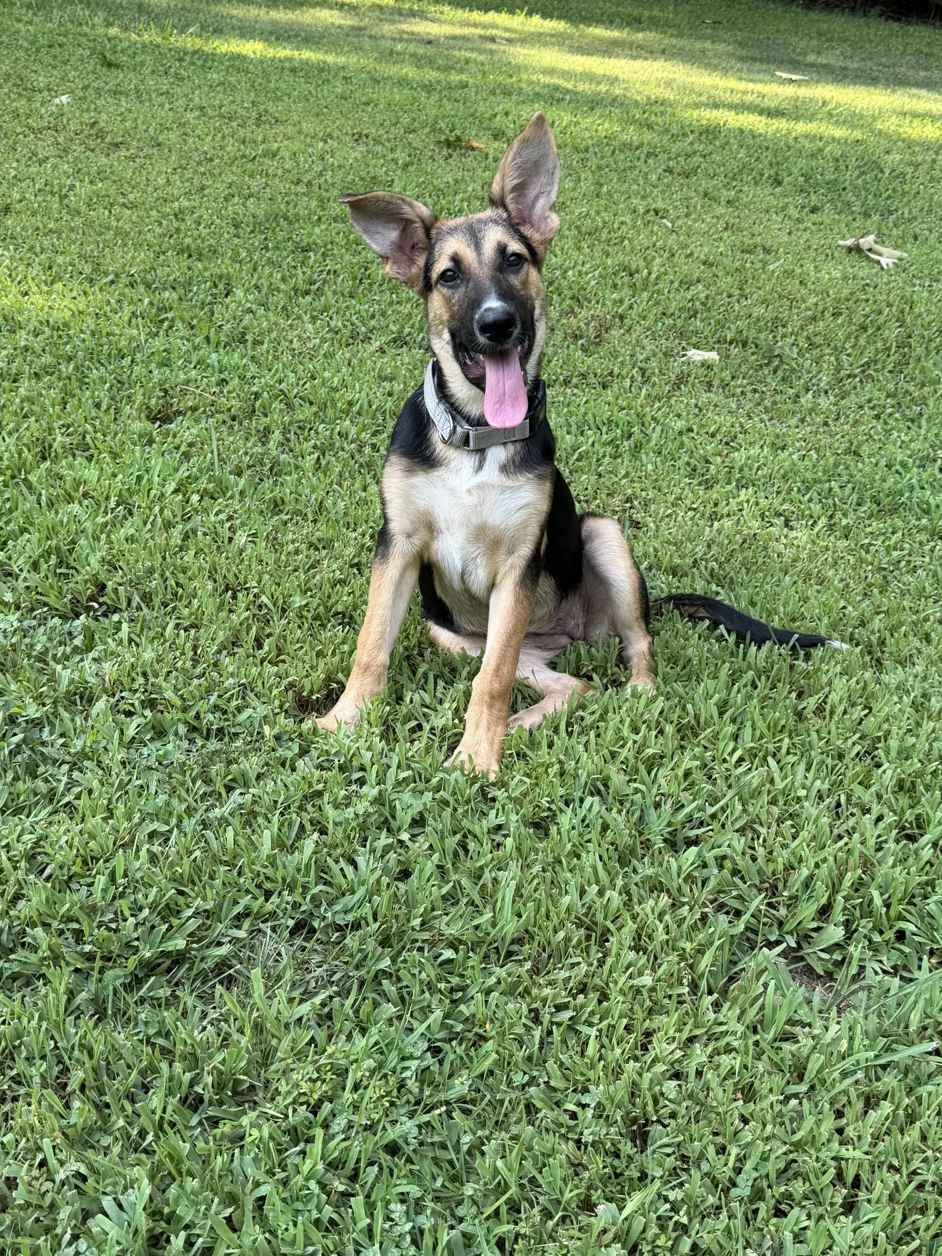 Kinlee - German Shepherd Dog