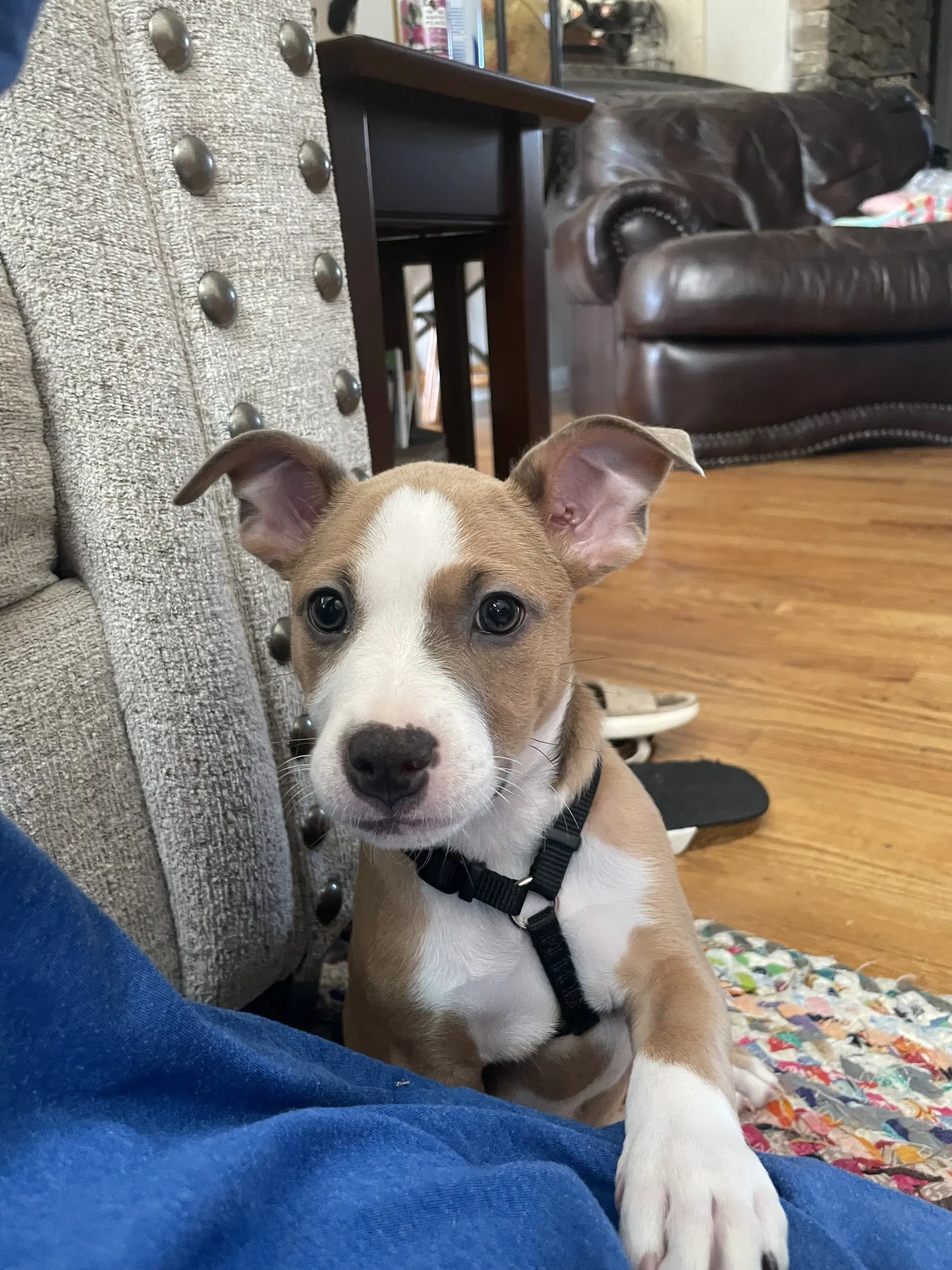 Charlie image 2