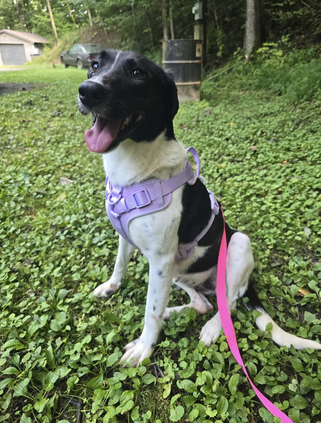 Bella image 2