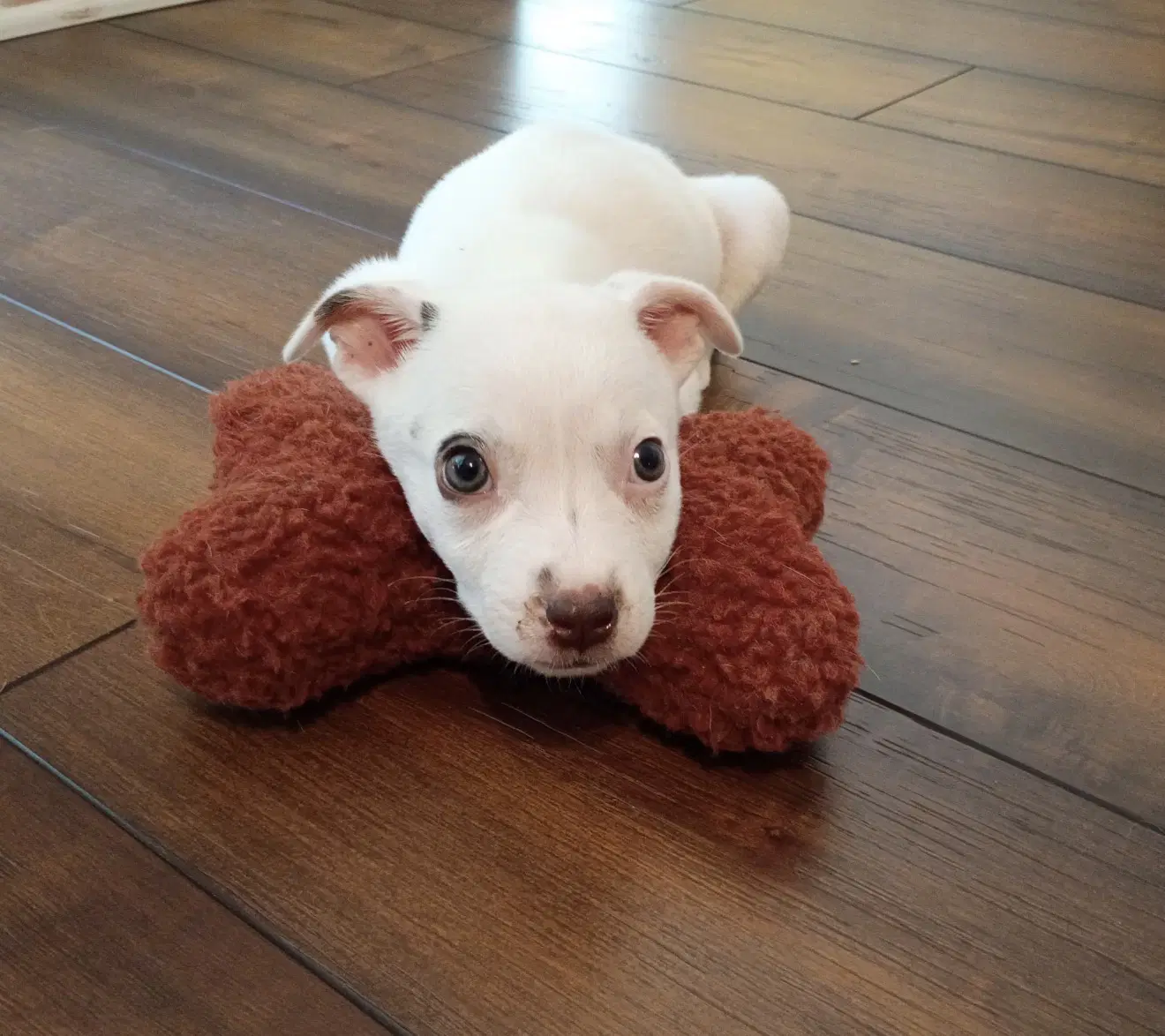 June - Jack Russell Terrier