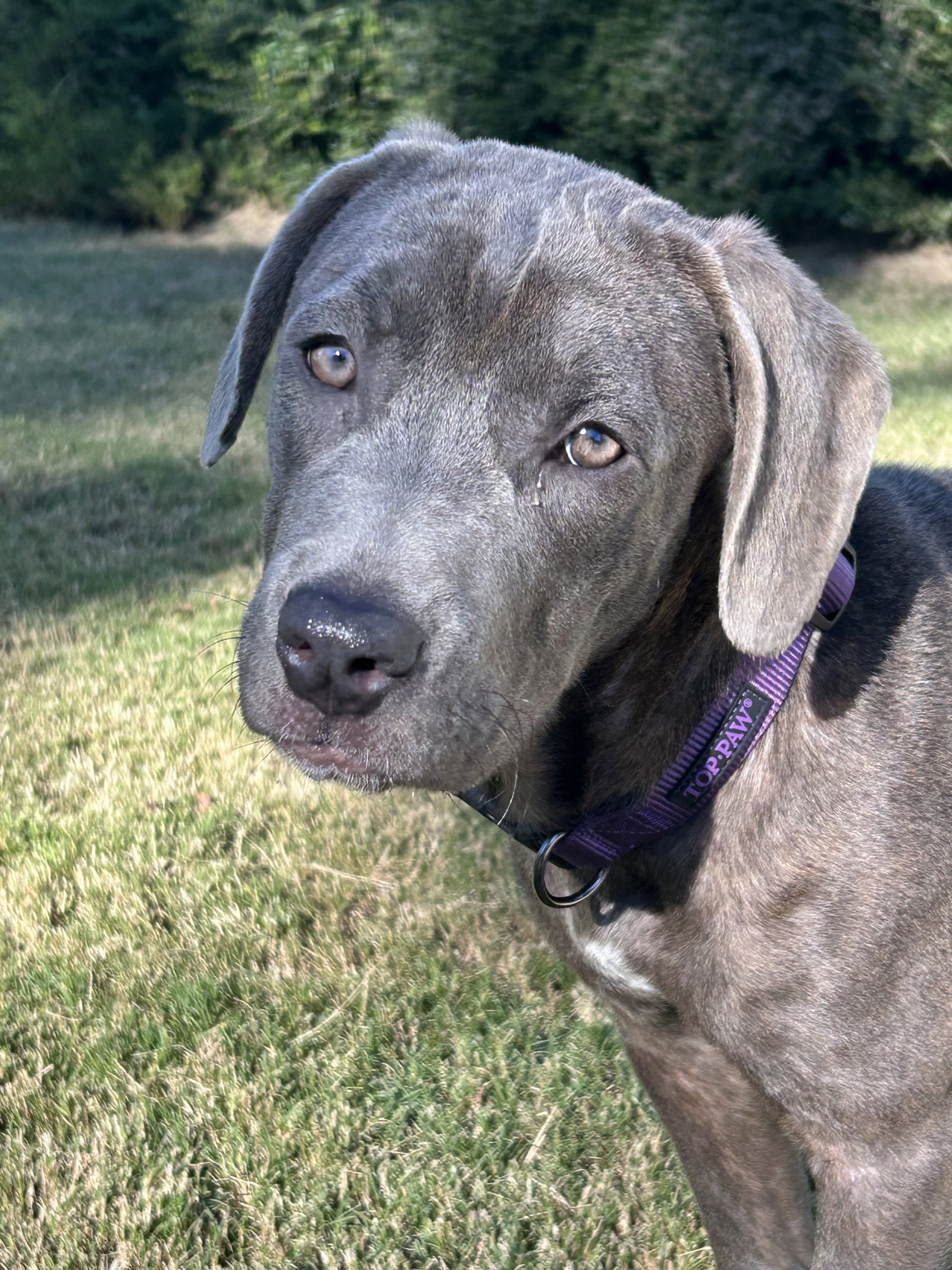 Bayla