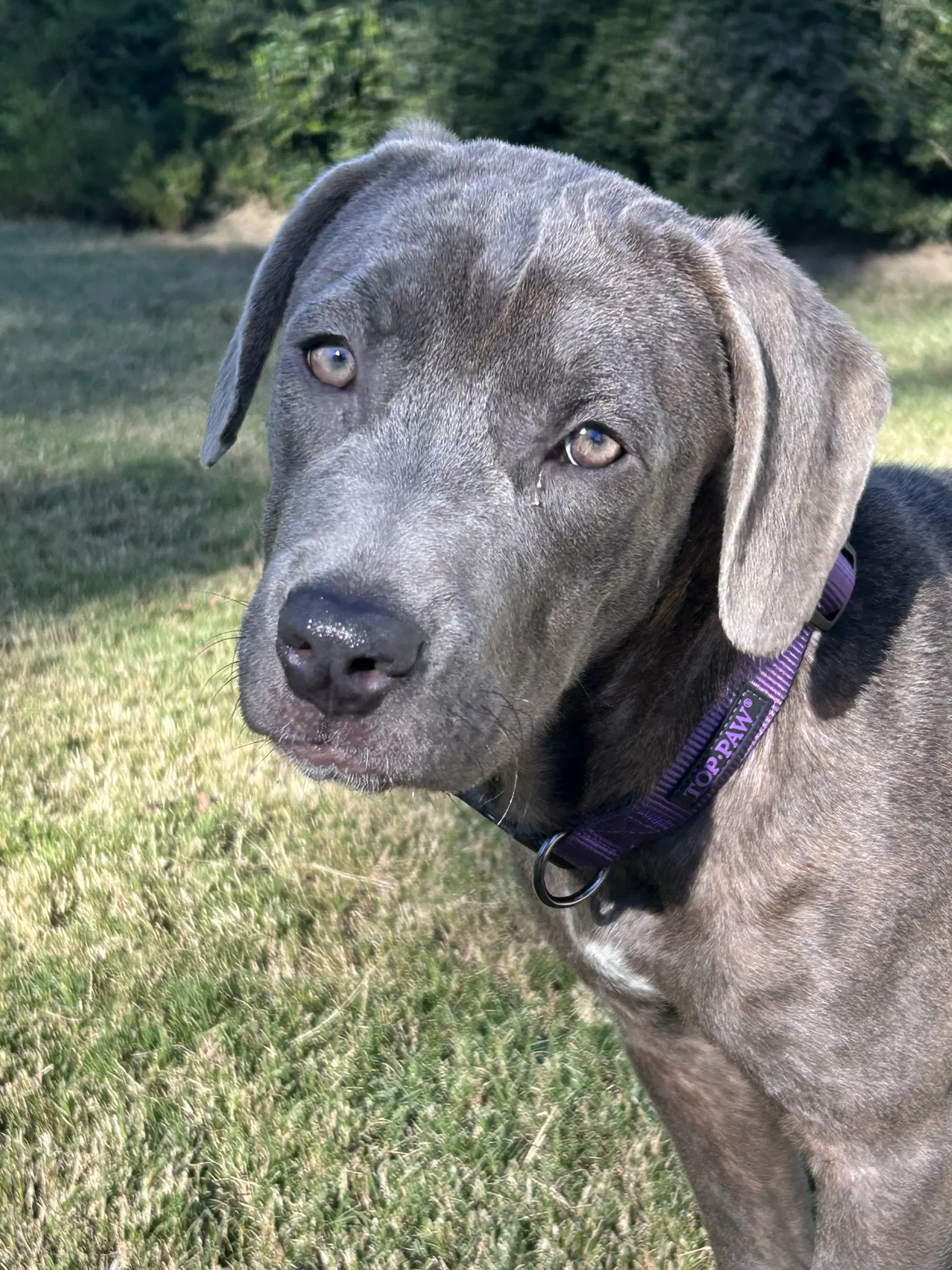 Bayla - Cane Corso Mastiff