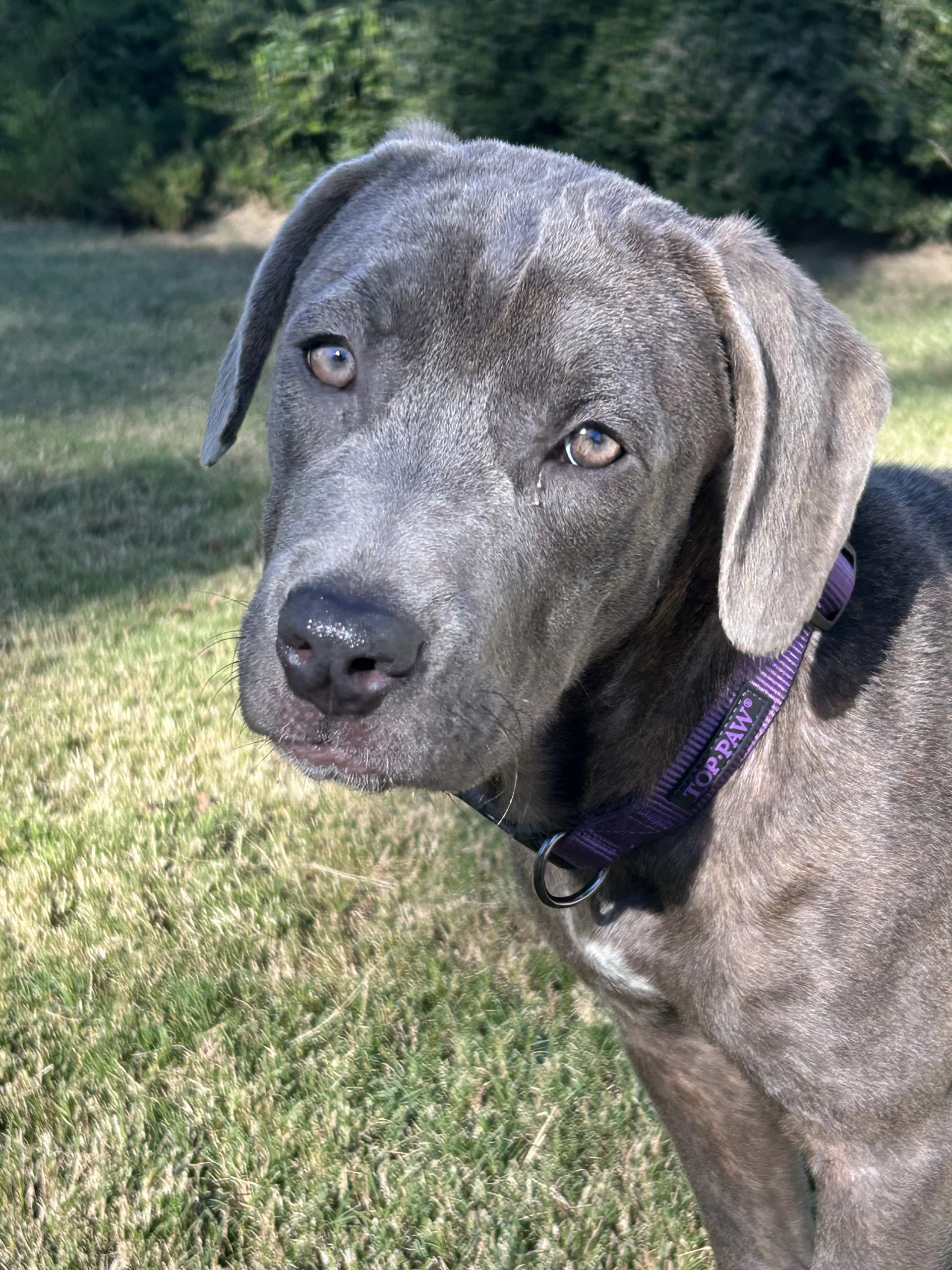 Bayla