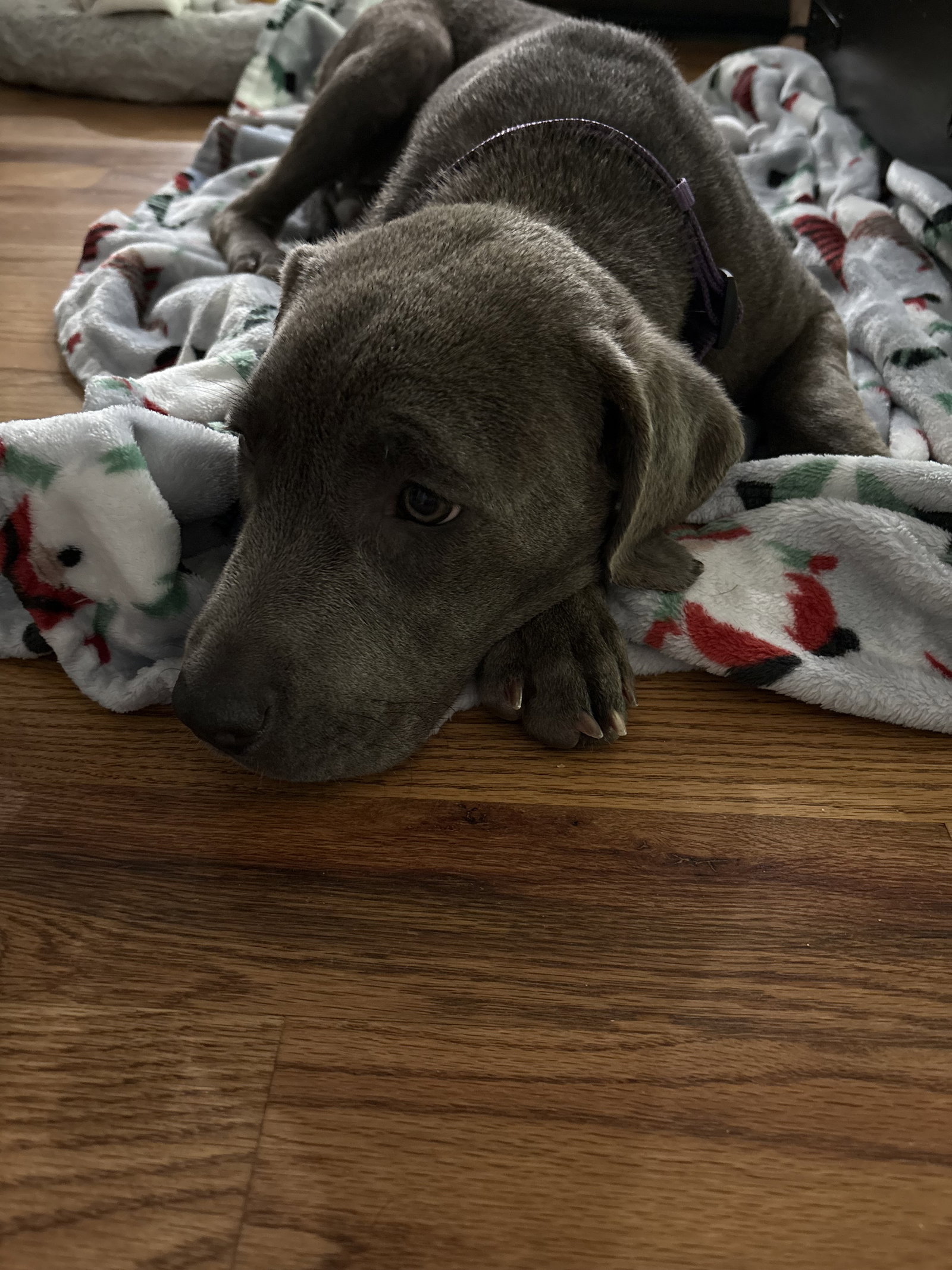 Bayla, photo 3