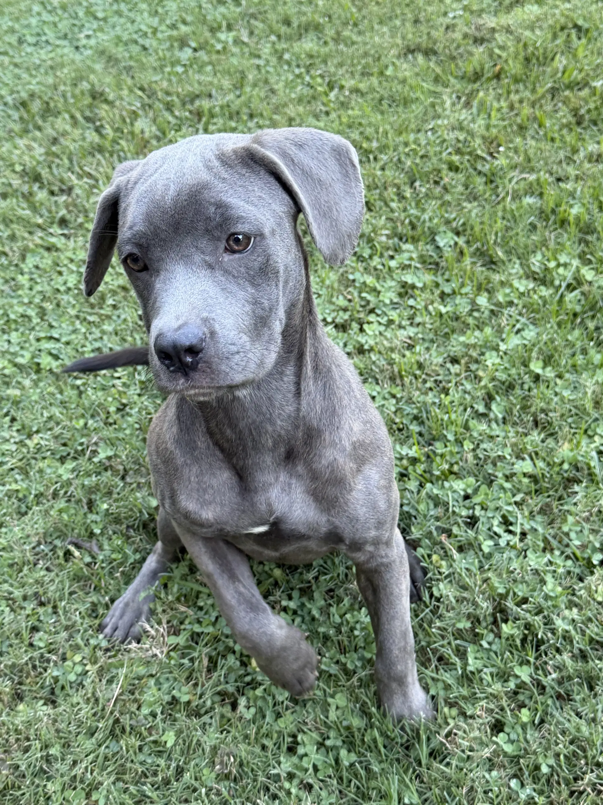 Ellie Ii image 2