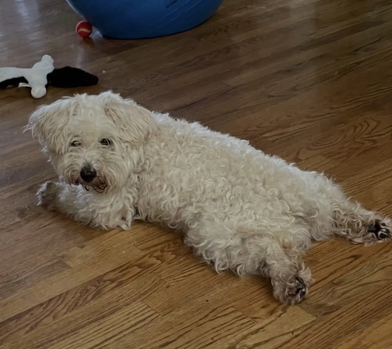 Doobie - Shih Tzu