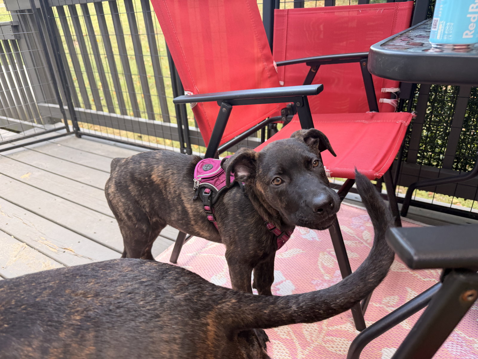 Enid, photo 5
