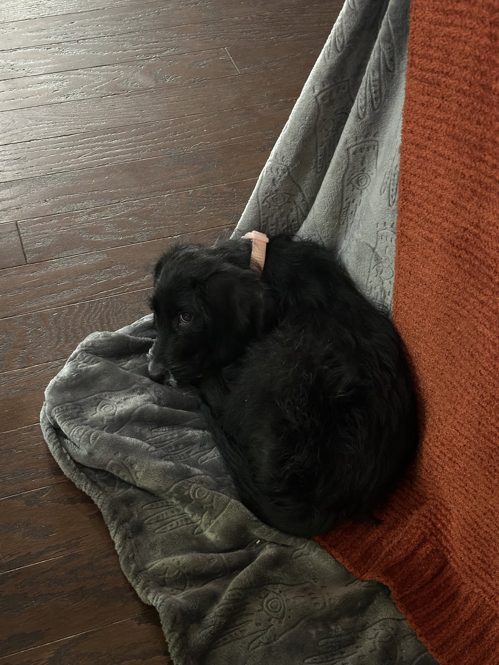 Dixie II, photo 4