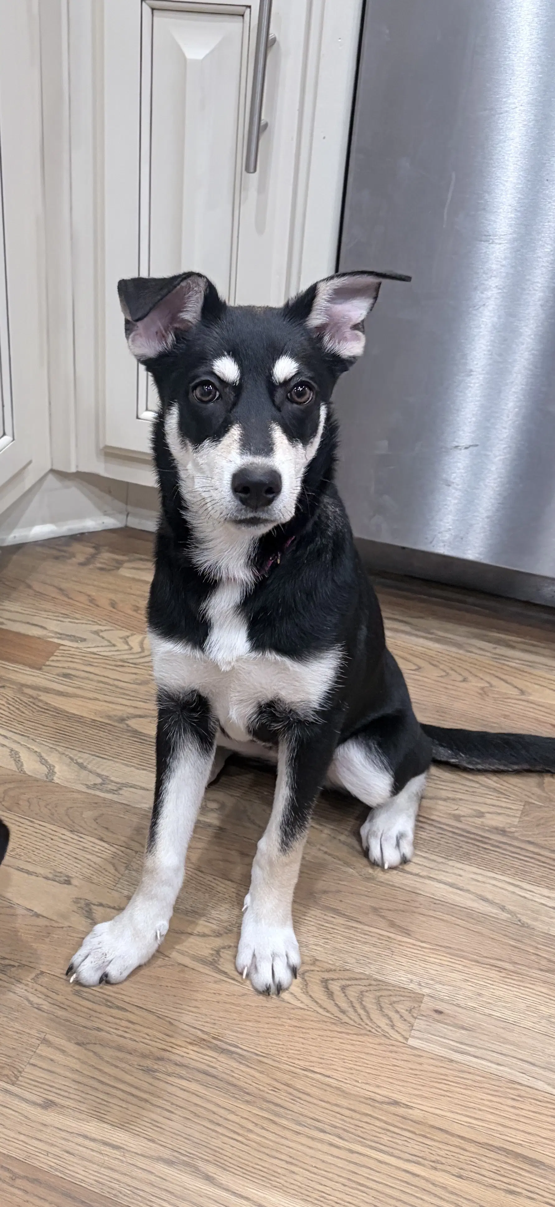 Ginger - Siberian Husky